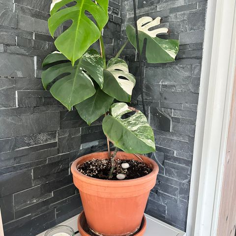 monstera deliciosa albo.