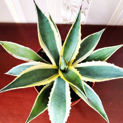 AGAVE americana variegata