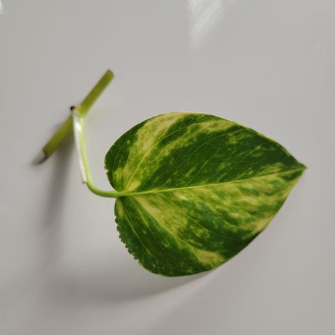 Gullranke Hengeplante Pothos Frisk Stikling Luftrensende Plante