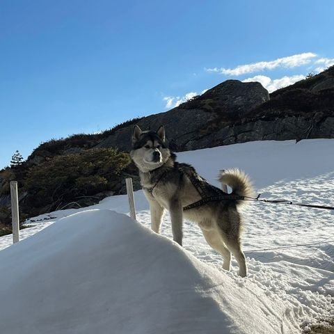 Alaska Malamute