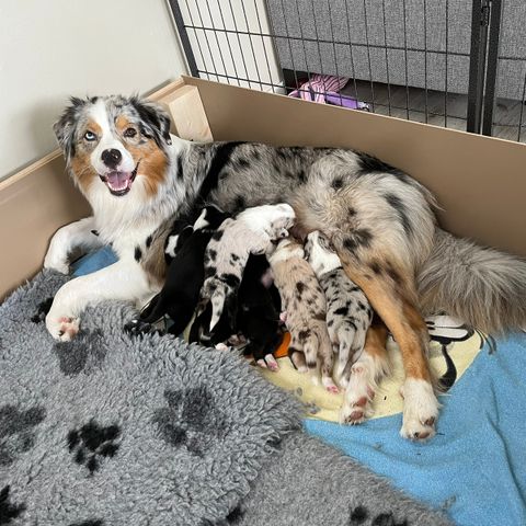 Australian shepherd valper