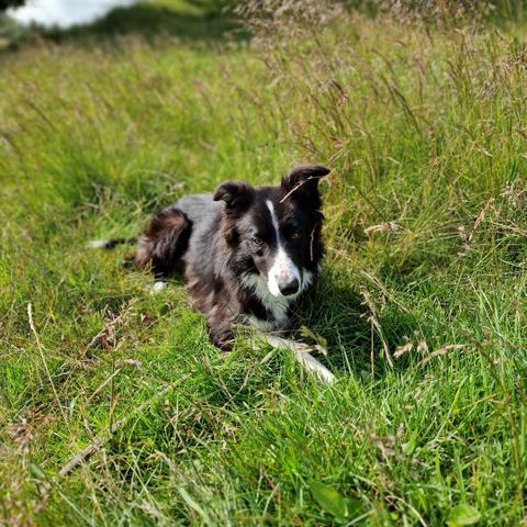 Border Collie påbegynt trening på sau