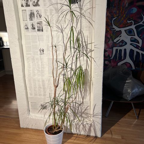 Palme / dracaena marginata