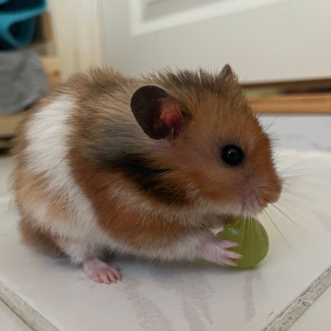 Syrisk gullhamster 8 måneder gammel