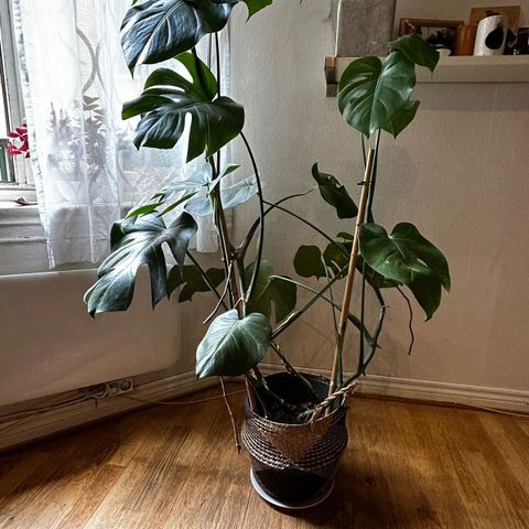 Monstera