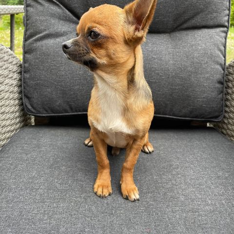 Leveringsklare chihuahua valper