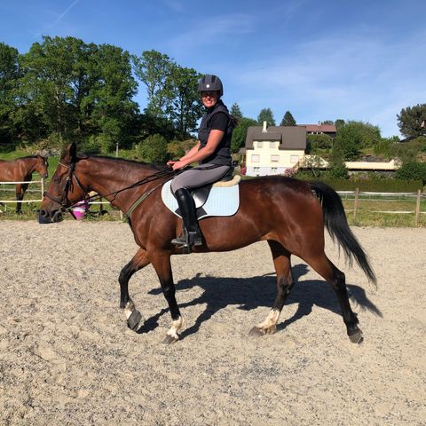 Snill hoppe på 10 år selges som turhest riding/kjøring