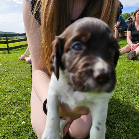 Kleiner Munsterlandervalper - kun én hannhund ledig