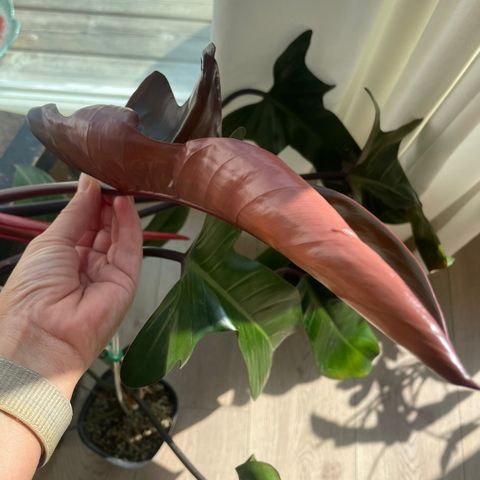 Philodendron Florida Bronze