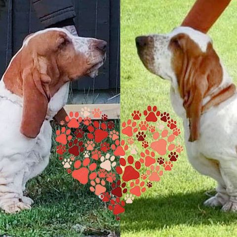 Basset hound valper