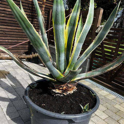 Kaktus Agave Americana