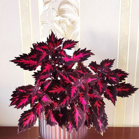 Coleus 'Royalty'