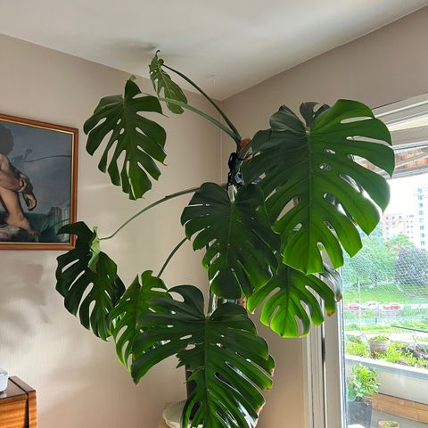 Monstera big form (fra Nederland)