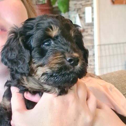 Kvalitets cockapoo🌞