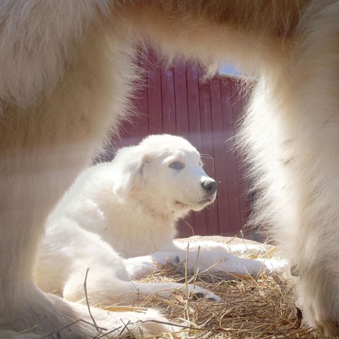 Maremma , 3mnd valper, Maremmano Abruzzese, vokterhund