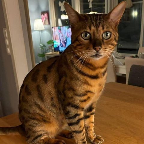 8 år gammel bengalkatt omplasseres