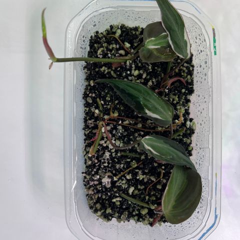 Philodendron Micans ‘Velvet Halo’ Variegata