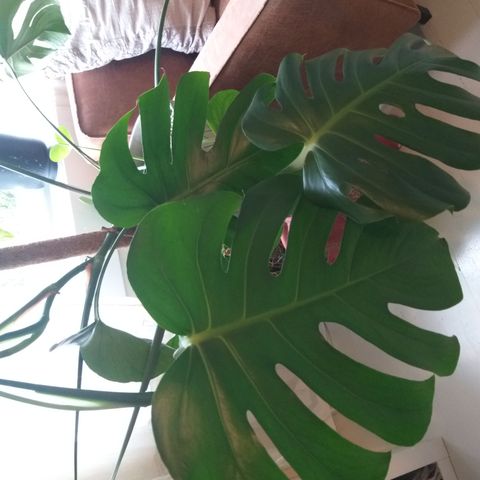 Monstera