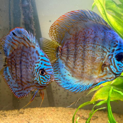 Discus Lekspar selges. Gi Bud!