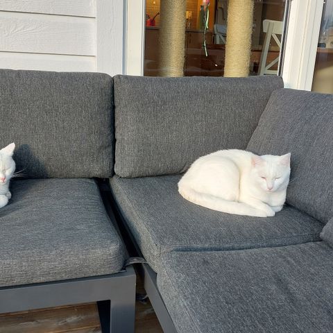 2 hvite hunnkatter