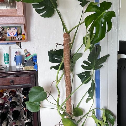 Monstera plante