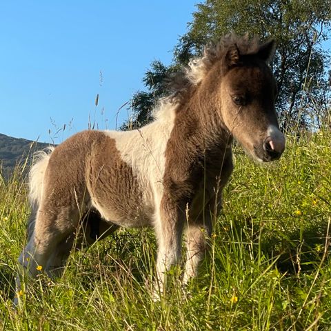 Mini Shetland føll