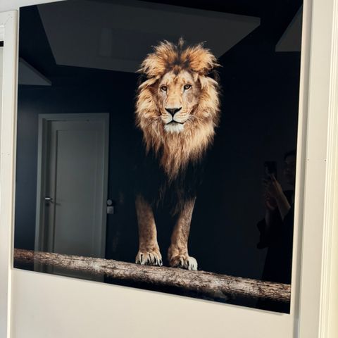 Løvebilde i glass 100x100