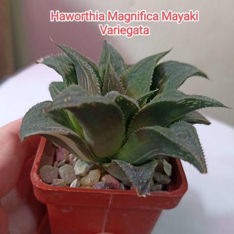 Haworthia magnifica f.variegata HF-30 ‘Mayaki’ plante