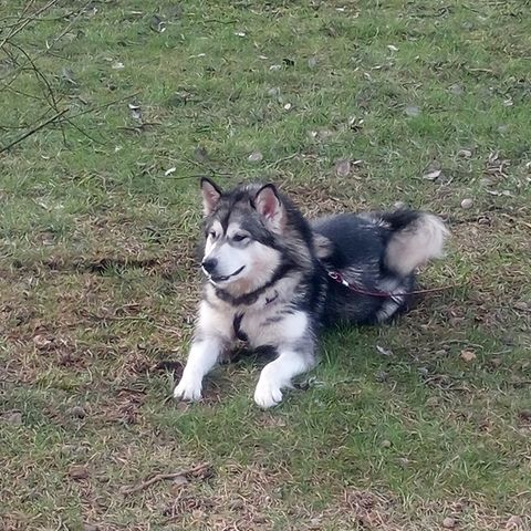 Alaskan malamute tispe