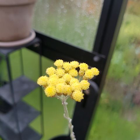 Helichrysum angustifolia, stråblomst, karristråblomst