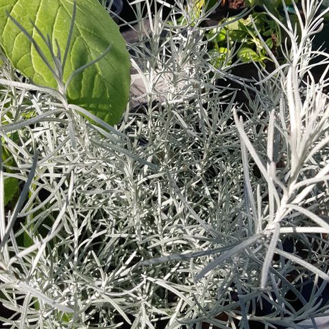 Helichrysum angustifolia, stråblomst, karristråblomst