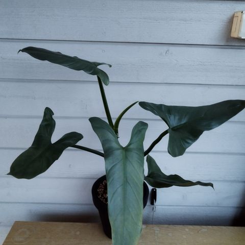 Philodendron Hastatum ''Silver Sword'' - Små planter & Avleggere, Stiklinger