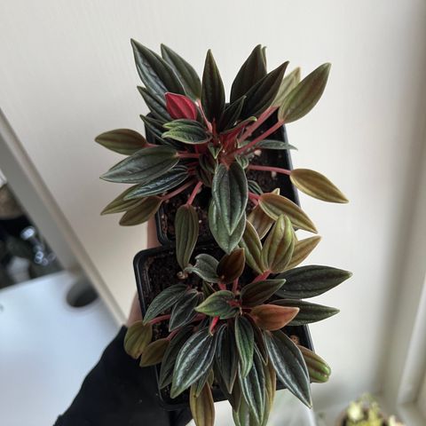 Peperomia Rosso plante