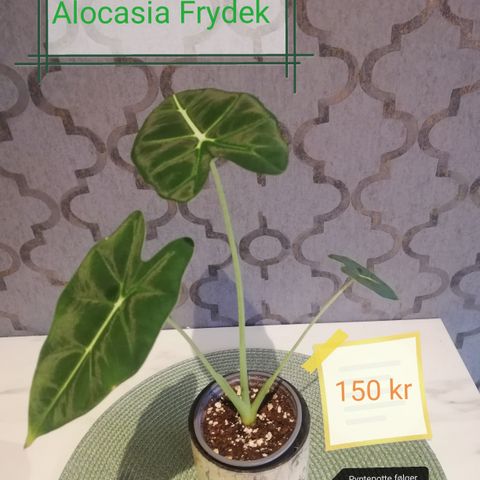 Alocasia Frydek