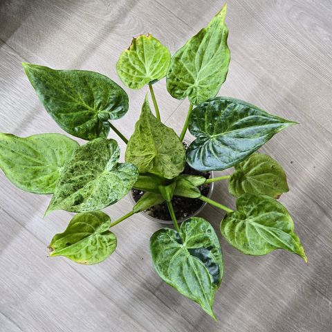 Alocasia Cucullata Albo Splash morplante