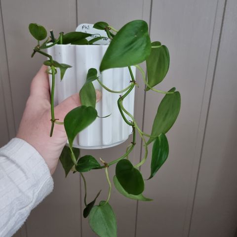 Philodendron hederaceum hele