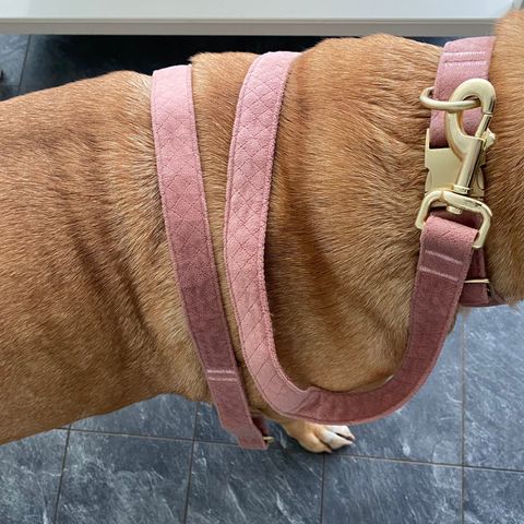 Lekkert rosa halsbånd og kobbel til medium/stor hund