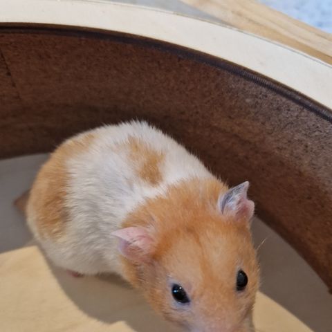 Nydelig ung hamster gutt