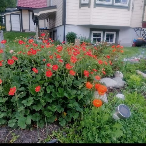 Selger  Stauder som heter Prakhumle blomster