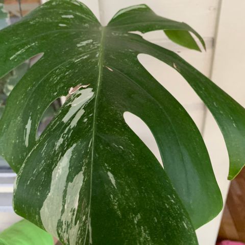 Monstera, adansonii, domesticum