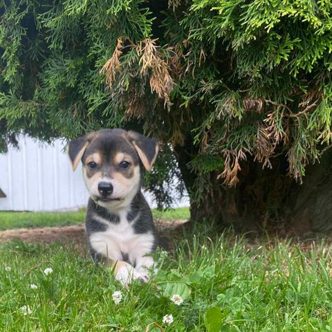 Alaska Husky Valper til salgs.