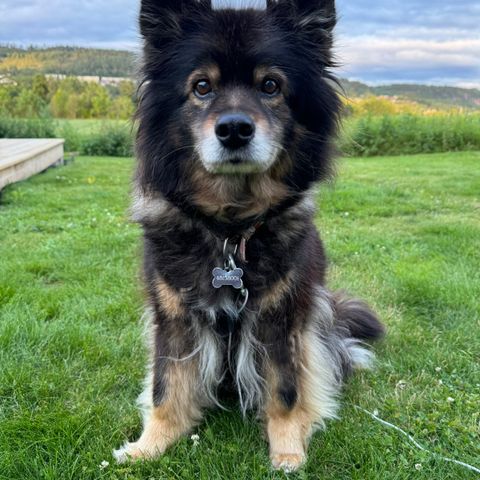 Svært rolig og fin finsk lapphund som trenger pass