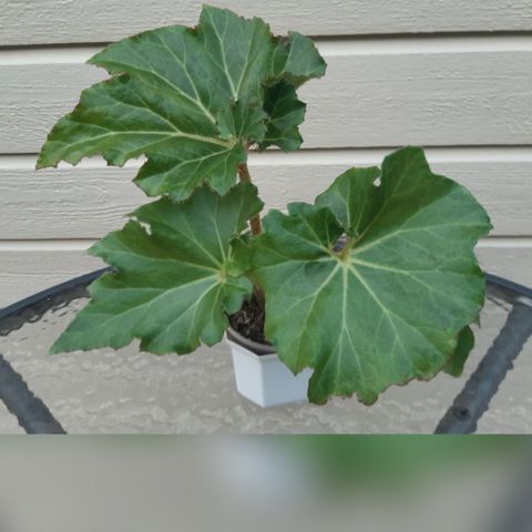 Selges hele planten! Begonia crispa.