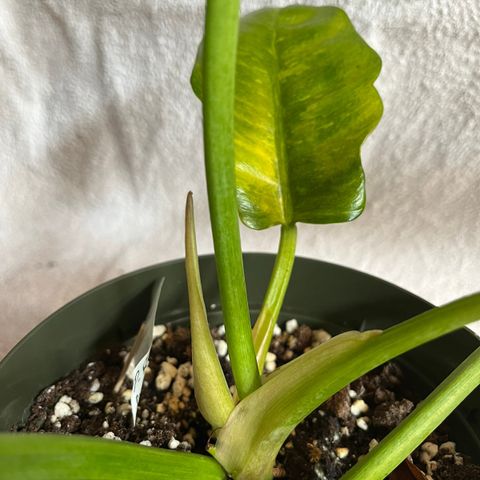 Philodendron ring of fire