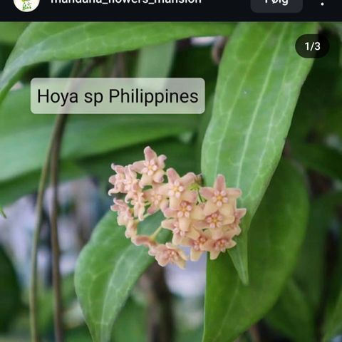 Ønskes Hoya sp. Philippines/ Hoya salmonea