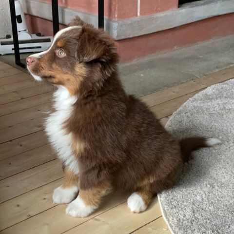 Miniature American Shepherd