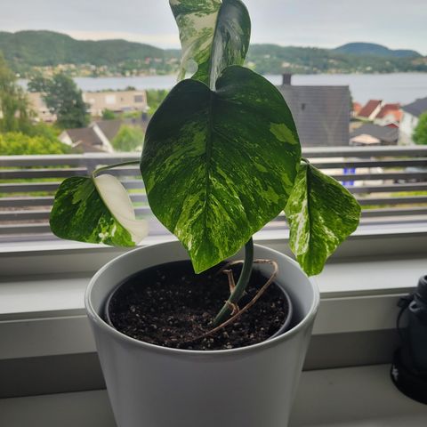 Monstera Variegata