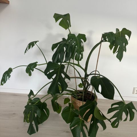 Monstera