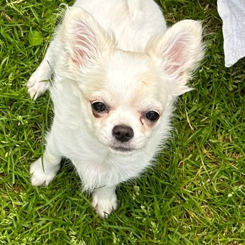 Chihuahua ,tispe valp