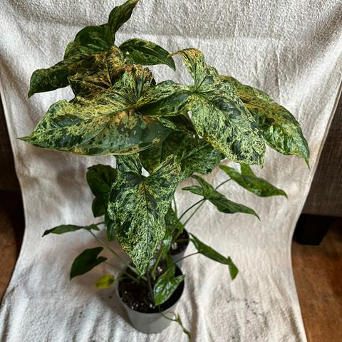 Syngonium Mottled Mojito KUN 1 IGJEN